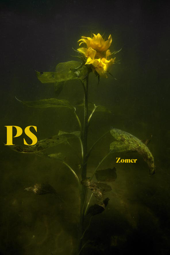 Zonnebloem Cover PS Parool 2018